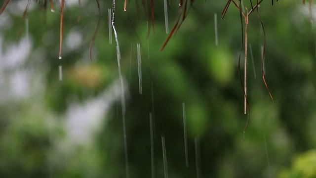 高清:雨水从干草屋顶滴落的特写。视频下载