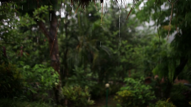 高清:在绿色的自然背景下拍摄雨水。视频下载