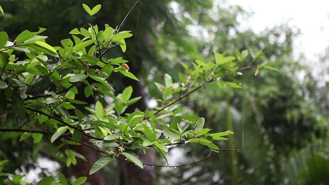 亚洲季风，树叶上的雨。视频下载