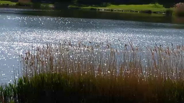 波在池塘视频素材