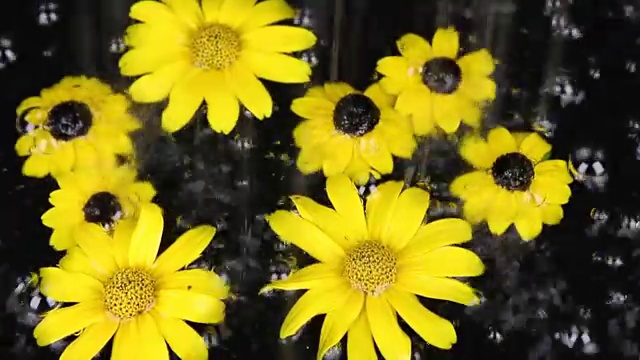 黄花在雨下的水里视频素材