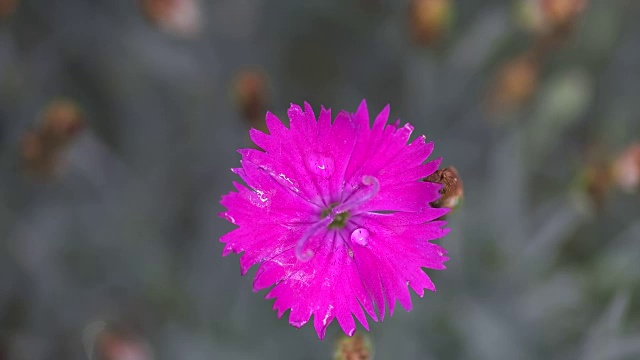 粉红色的花与水滴宏观视图视频素材