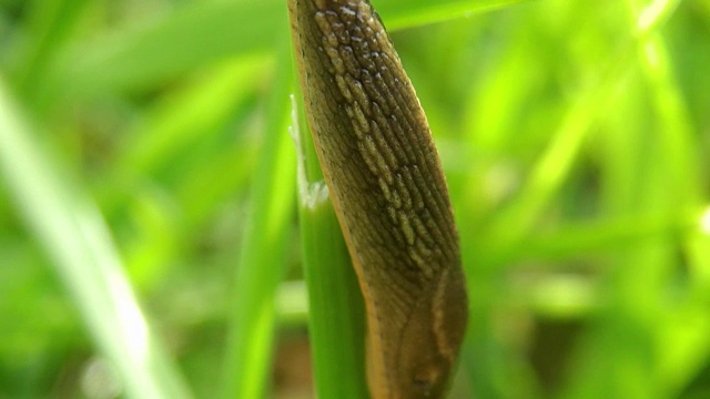 鼻涕虫的生命视频素材