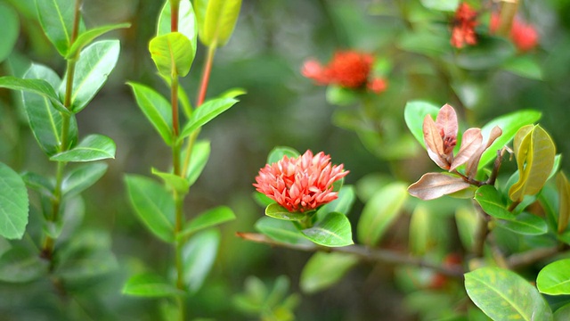 茜草科的花视频下载