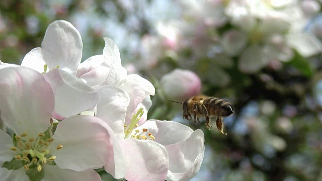 蜜蜂在花上采集花粉视频素材