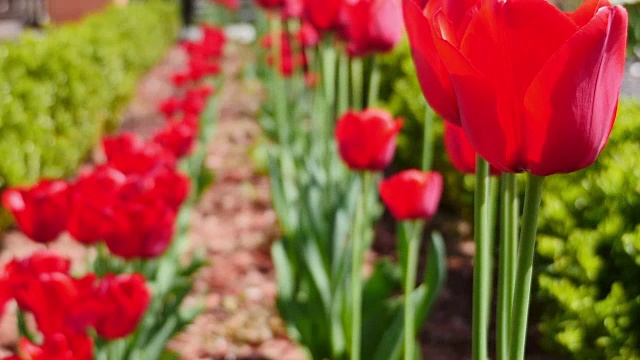 郁金香花视频素材