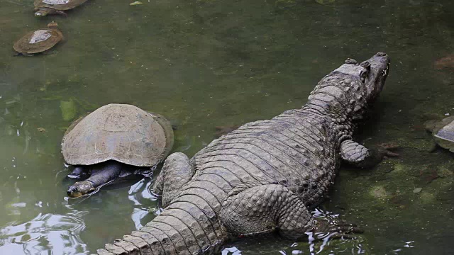 湖中鳄鱼的高角度视图视频素材