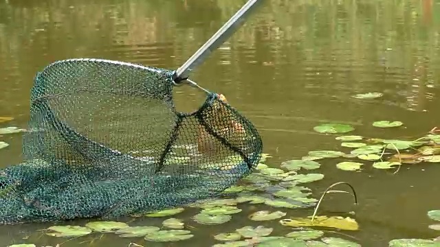 渔夫用网把鱼从水里拉出来视频素材