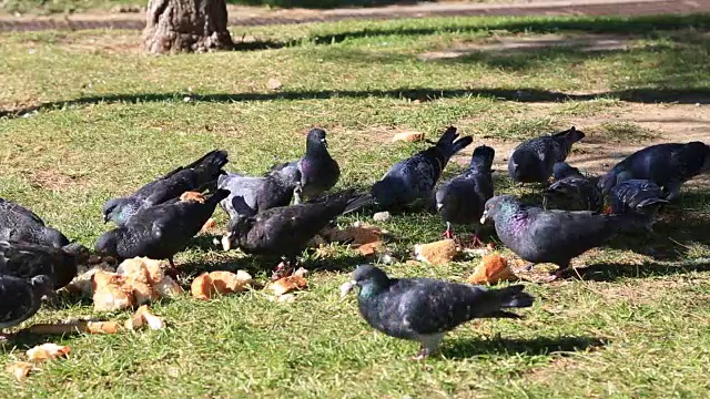 一群以地面为食的鸽子视频素材