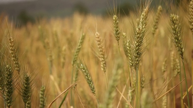 高清:小麦种植视频下载