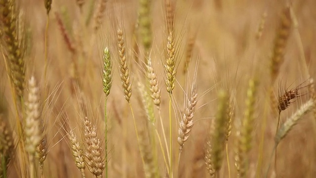 高清:小麦种植视频下载