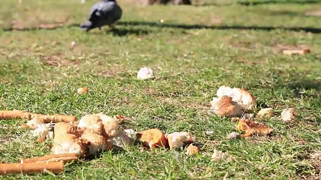 一群以地面为食的鸽子视频素材