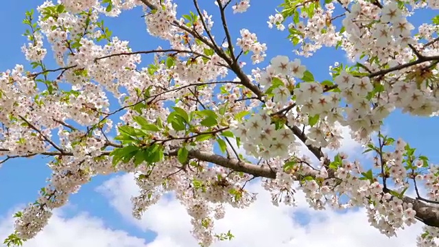 日本樱花视频素材