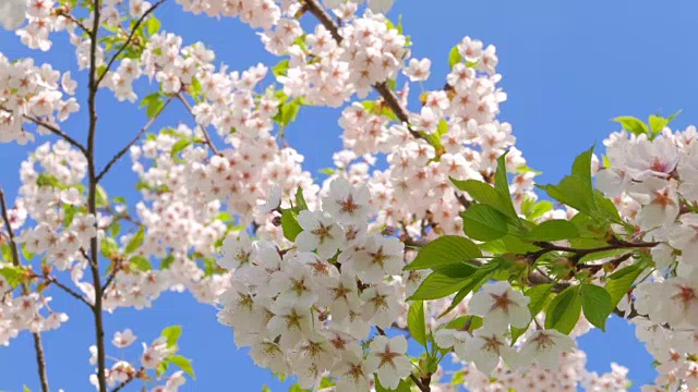 日本樱花的花视频素材