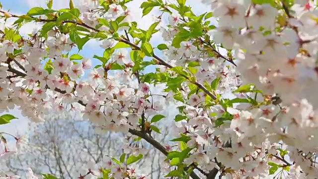 日本樱花视频素材