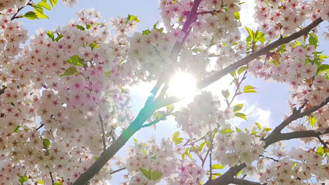 日本樱花视频素材