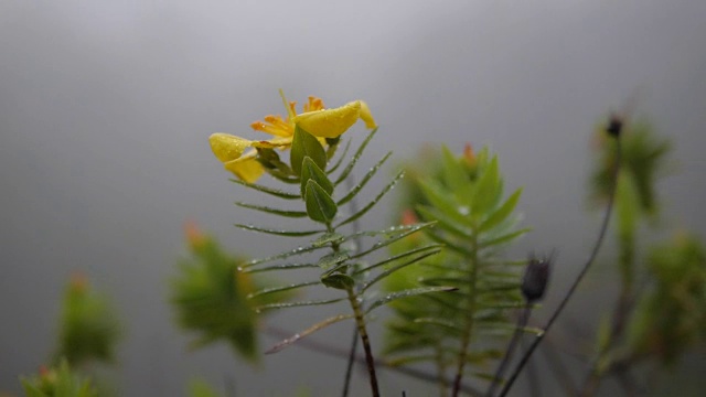 黄花，选择性聚焦视频素材