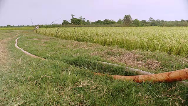 向稻田供水的灌溉系统视频素材