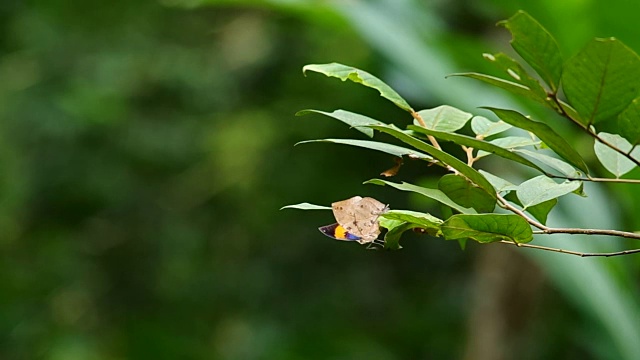 ิ蝴蝶对植物的芽视频素材