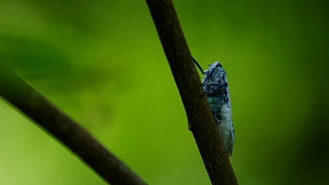 野虫子在树枝上休息视频素材