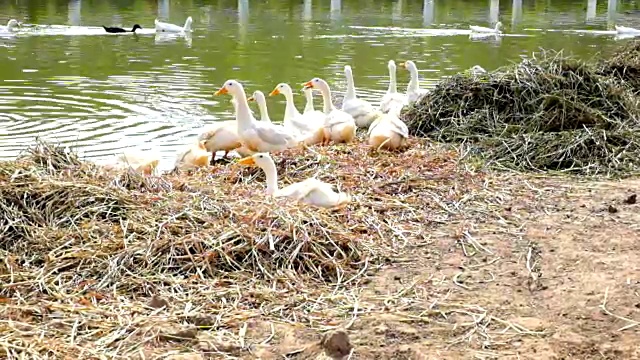 一群白鸭在池塘或湖里饮水视频素材