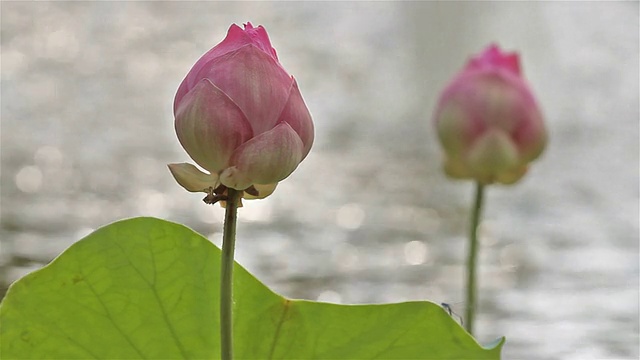 莲花视频素材