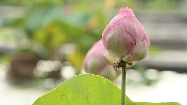 莲花视频素材