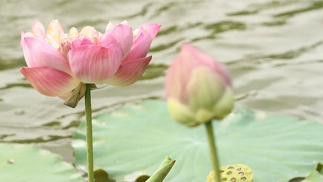 莲花视频素材