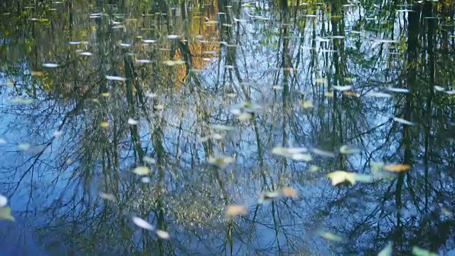 秋叶飘浮在水面上视频素材