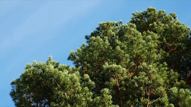 松树对着天空视频素材