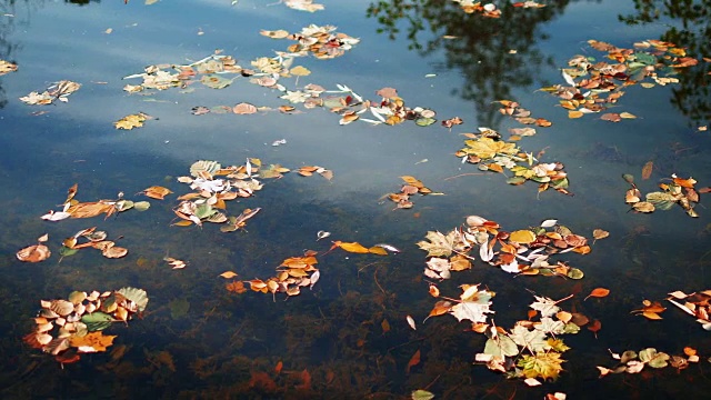 树和云倒映在秋天的湖中视频素材