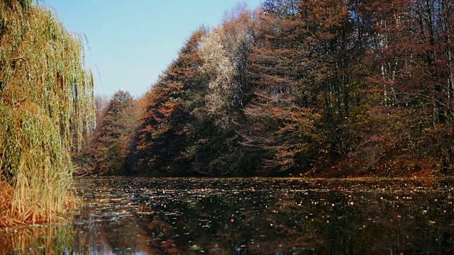秋天的树叶落在公园的水里视频素材