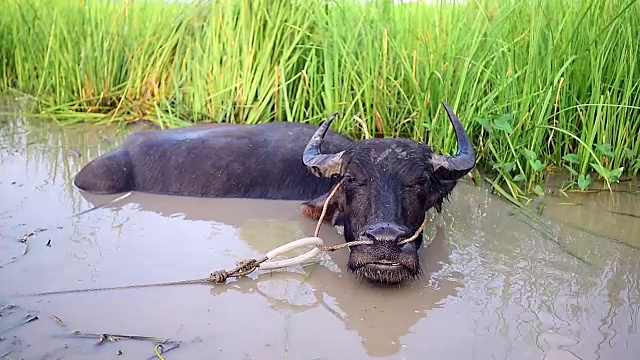水牛在水中视频素材