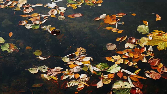 湖面上五颜六色的秋叶视频素材