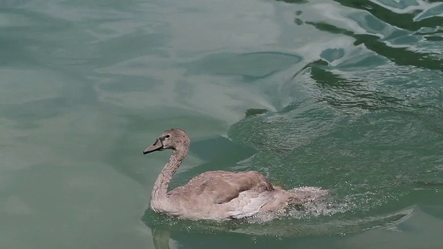 棕色的鸭子在湖里游泳视频下载