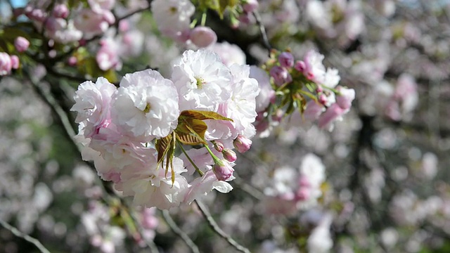 春季粉红樱花特写视频素材