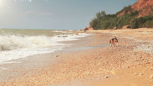 有趣的小猎犬小狗想游泳，但害怕海浪视频素材