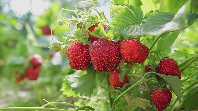 花园里的草莓视频素材