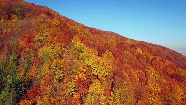 鸟瞰图秋天的颜色喀尔巴阡。视频素材