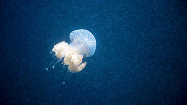 蓝色水母在水中游动视频素材