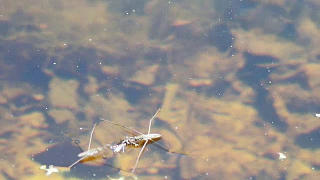 水黾在食水蜘蛛上视频素材