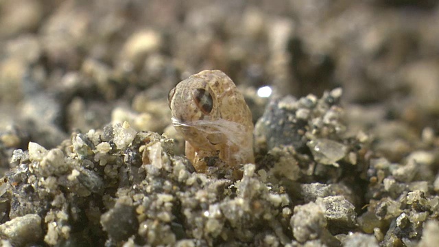 蝗虫幼虫蜕皮视频素材