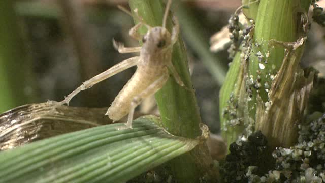 蝗虫的幼虫视频素材