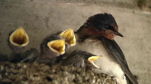 小燕子想要食物视频素材