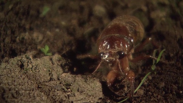 蝉的幼虫视频素材