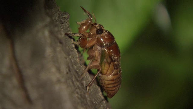 蝉的幼虫视频素材