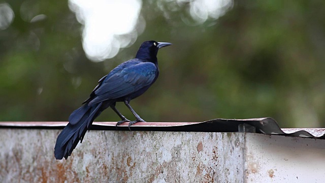 大尾白头翁(Quiscalus mexicanus)在锡屋顶上用喙视频素材