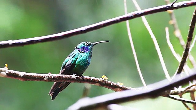 绿色紫罗兰，Colibri thalassinus，栖息在哥斯达黎加视频素材