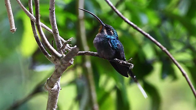 哥斯达黎加的长尾隐士(Phaethornis superciliosus)。视频素材