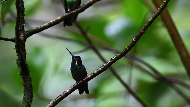 紫喉Lampornis calolaemus，栖息在哥斯达黎加视频素材